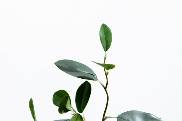 coolplant-0005030125-3.jpg 
