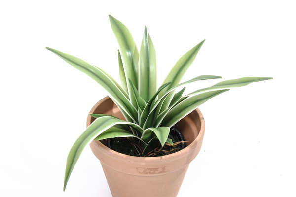 coolplant-0019020102-2.jpg 